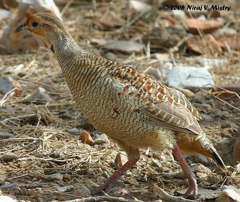 Grey Francolin