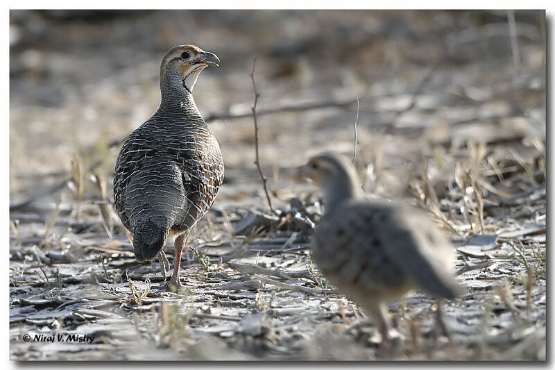 Francolin gris