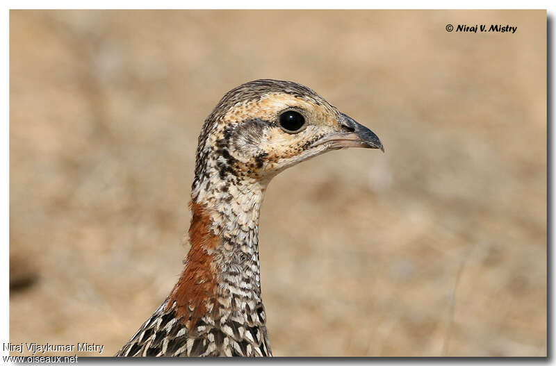 Black Francolin female adult, close-up portrait