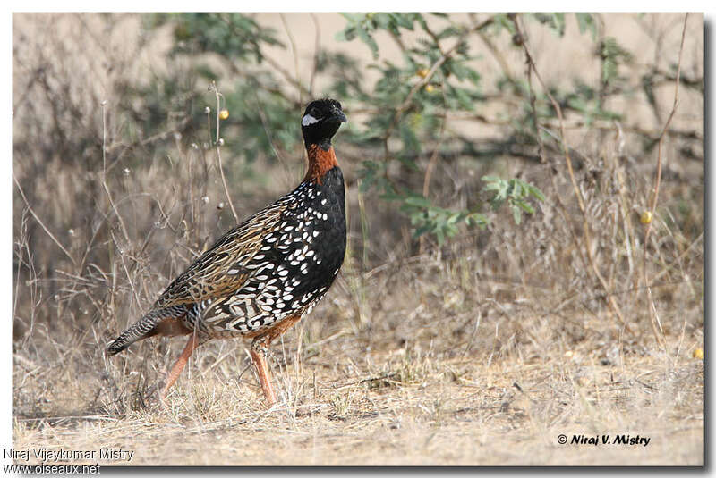 Francolin noir mâle adulte, identification