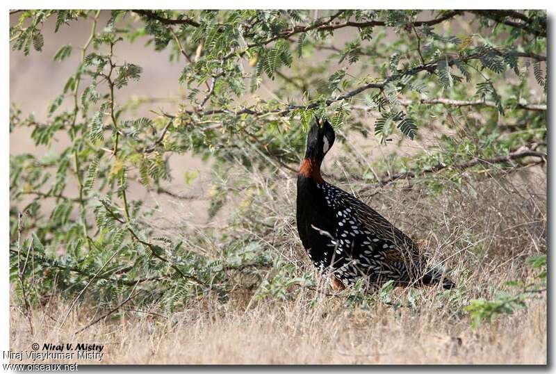 Francolin noir mâle adulte, chant