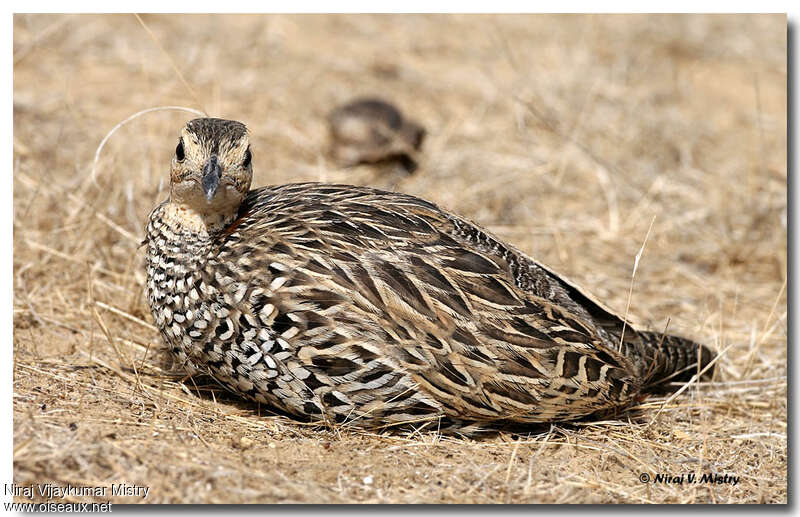 Francolin noir femelle adulte