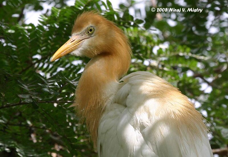 Eastern Cattle Egret