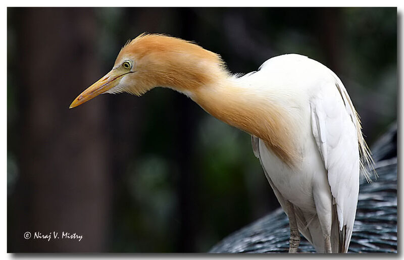 Eastern Cattle Egret