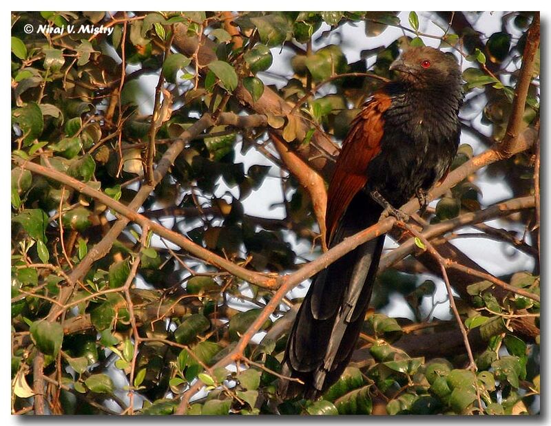 Greater Coucal