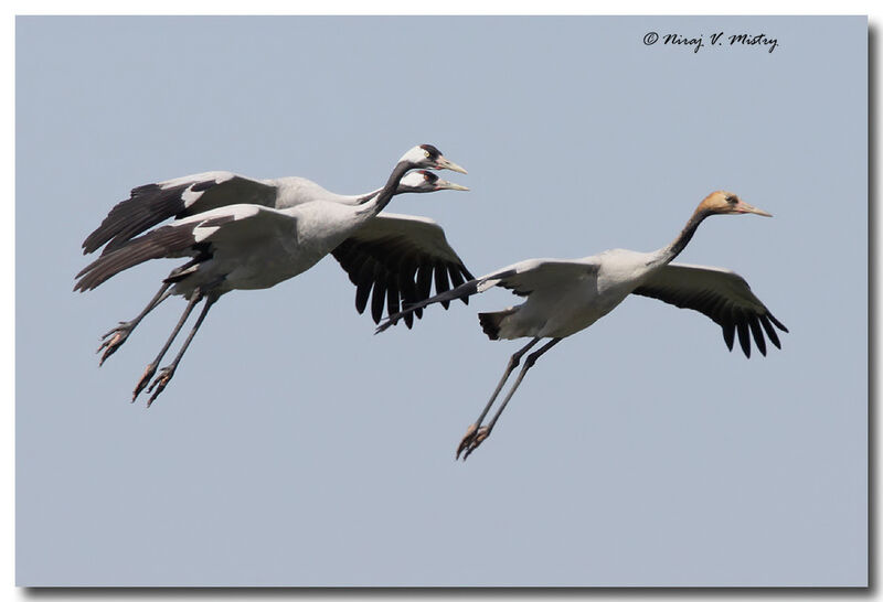 Common Crane 