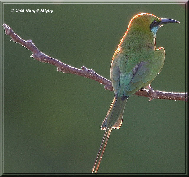 Asian Green Bee-eater