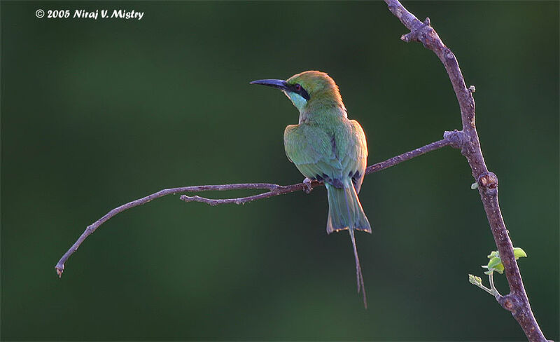 Asian Green Bee-eater