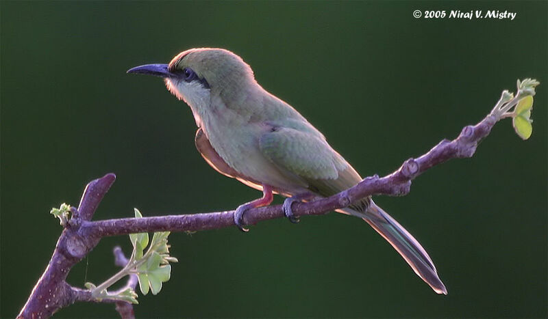 Asian Green Bee-eater