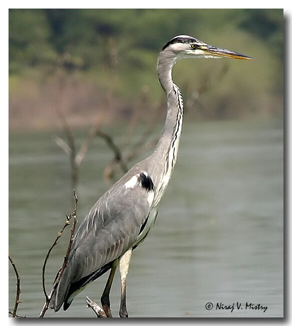 Grey Heron