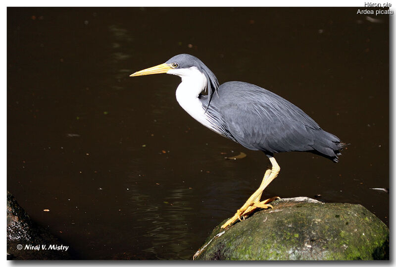 Pied Heron