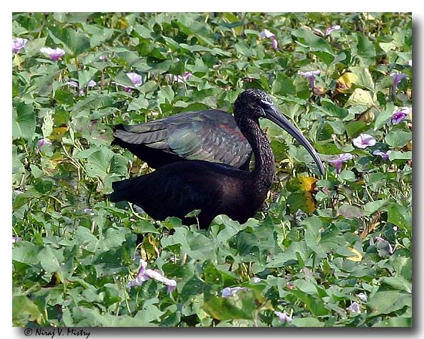 Ibis falcinelle