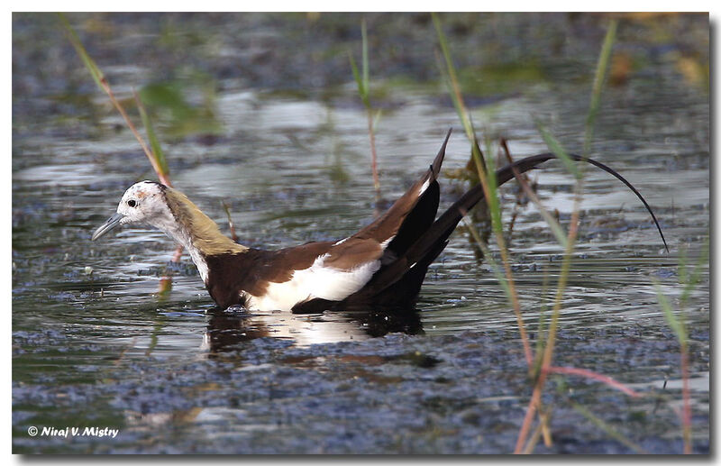 Pheasant-tailed Jacana