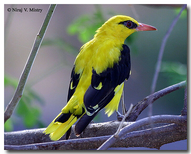 Indian Golden Oriole