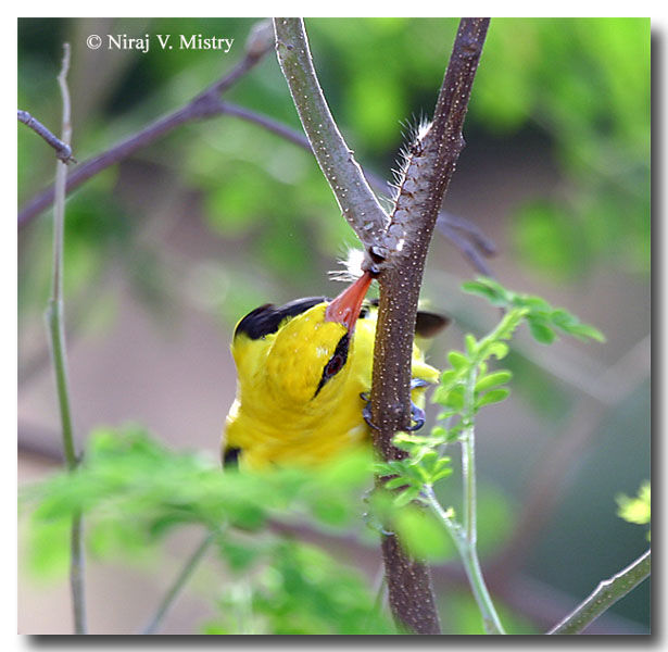 Indian Golden Oriole