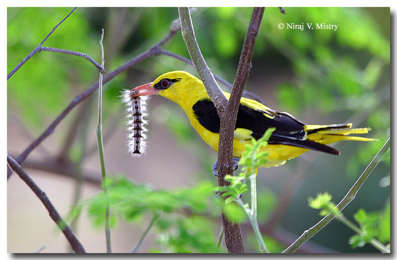 Indian Golden Oriole