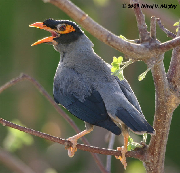 Bank Myna