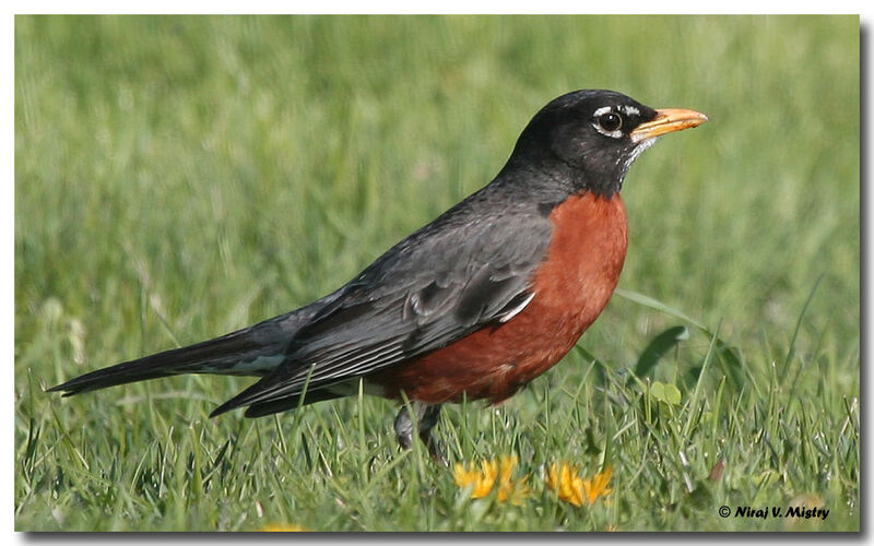 American Robin