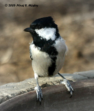 Great Tit