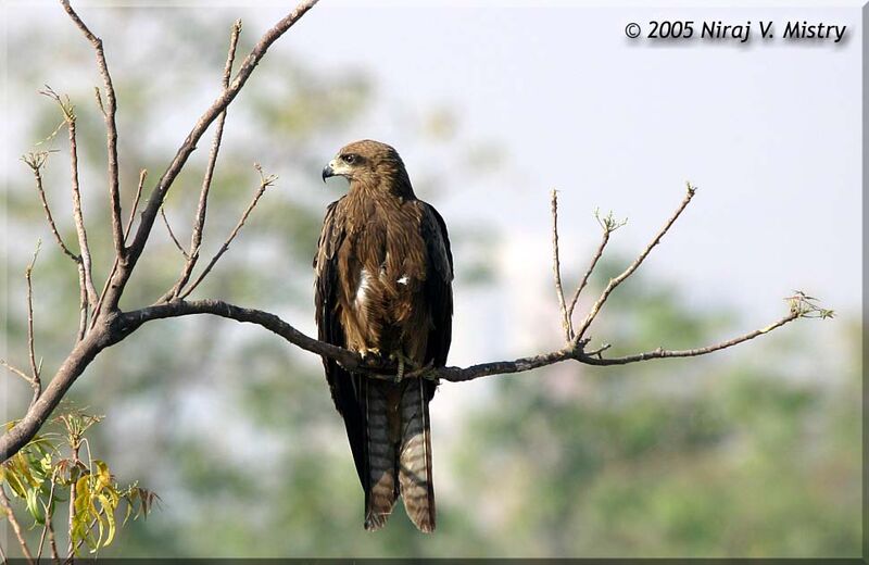 Black Kite