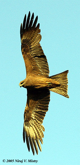 Black Kite