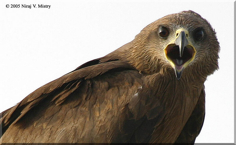 Black Kite