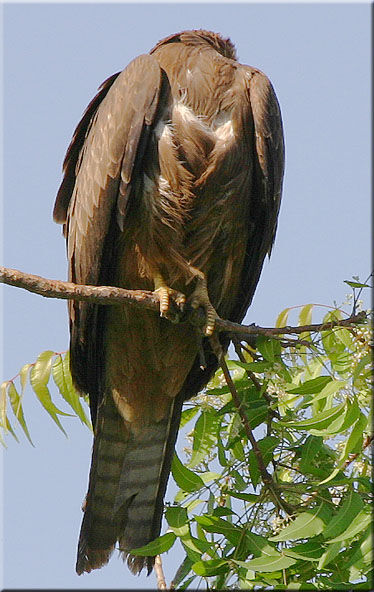 Black Kite