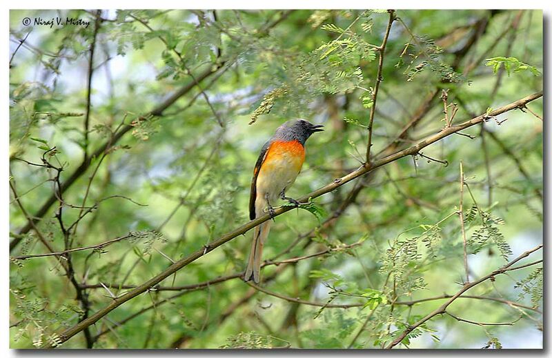 Minivet oranor