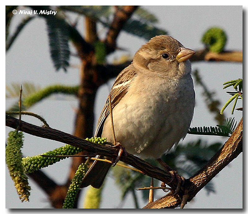 Moineau domestique femelle