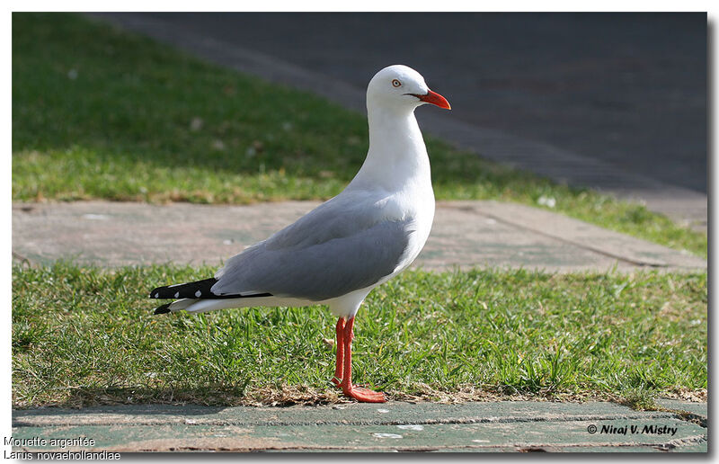 Silver Gull