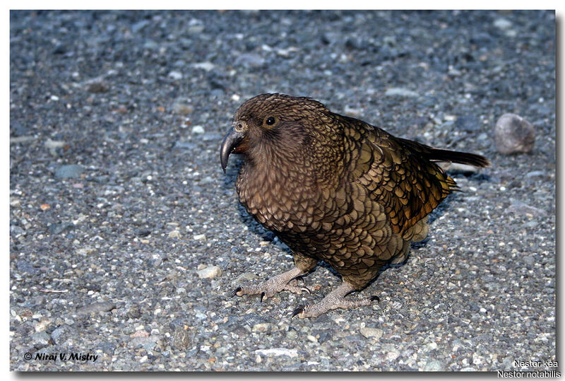 Kea