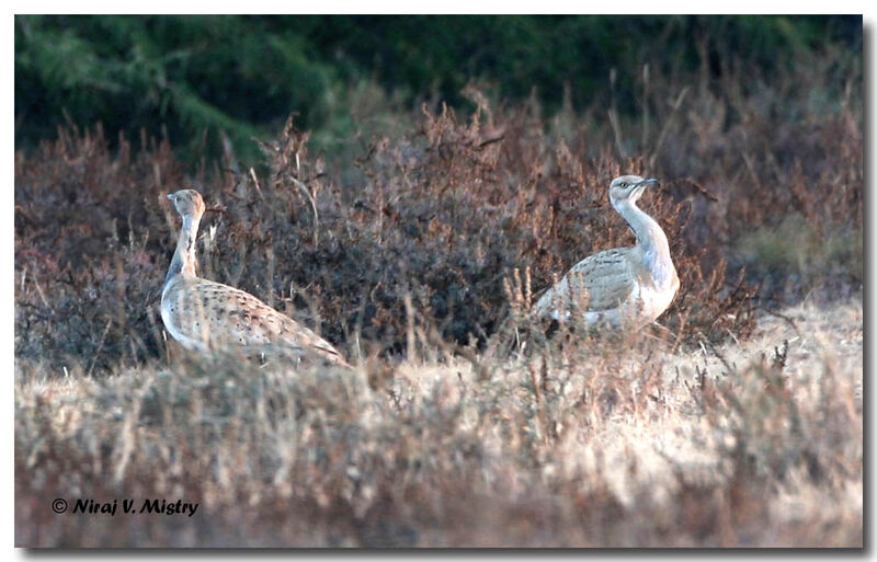 Macqueen's Bustard