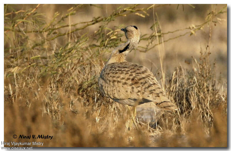 Outarde de Macqueen mâle adulte, habitat, camouflage, pigmentation