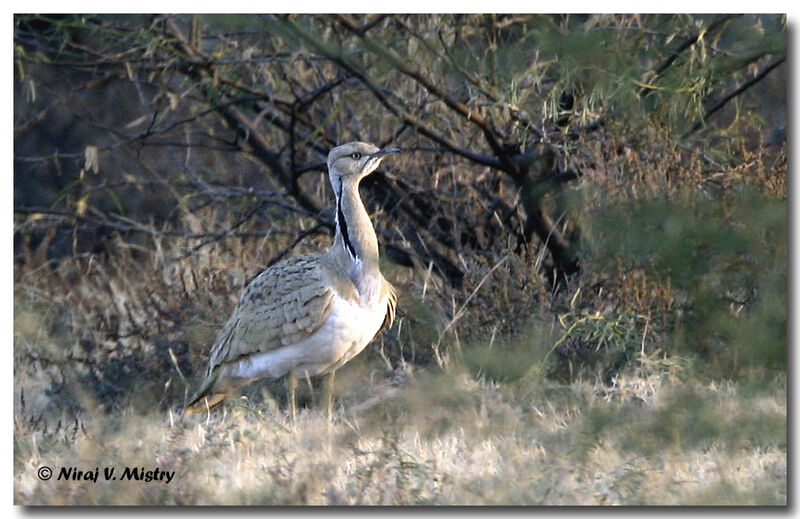 Macqueen's Bustard male