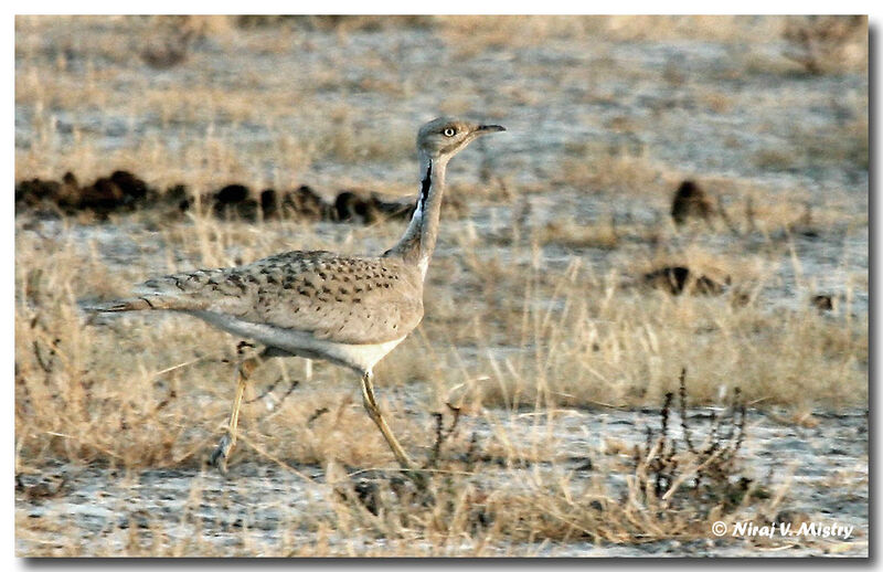 Macqueen's Bustard