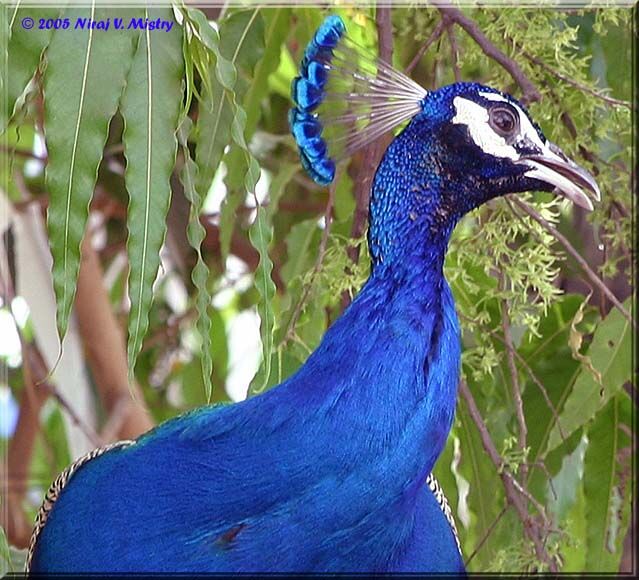 Indian Peafowl