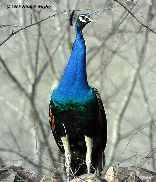 Indian Peafowl