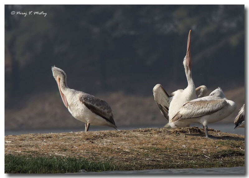 Dalmatian Pelican