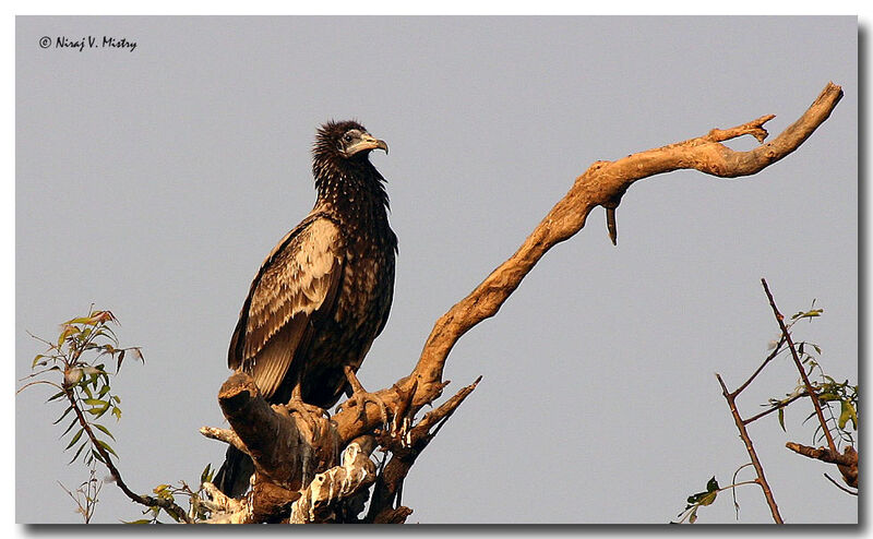 Egyptian Vulture