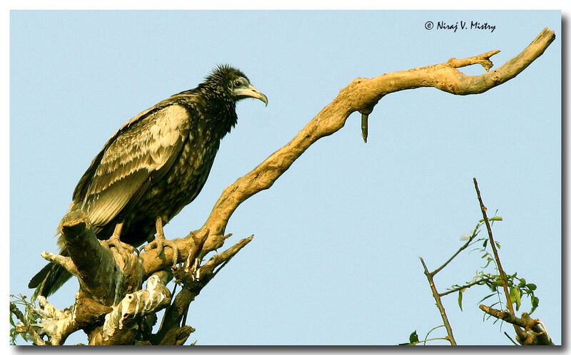 Egyptian Vulture