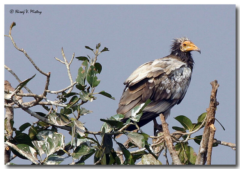 Egyptian Vulture