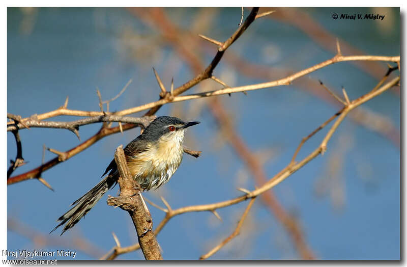 Prinia cendréeadulte