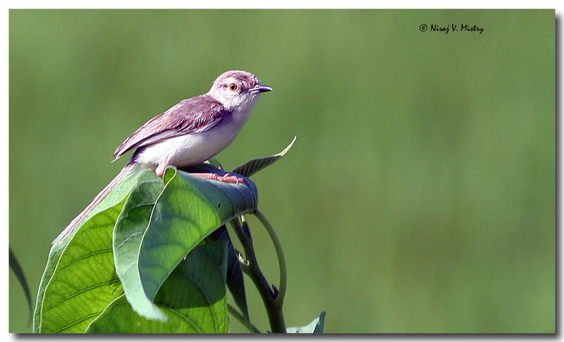 Plain Prinia