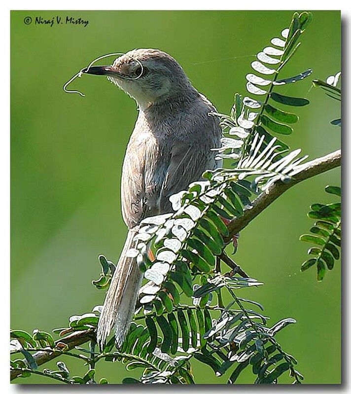 Plain Prinia