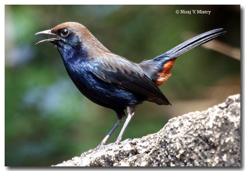 Indian Robin