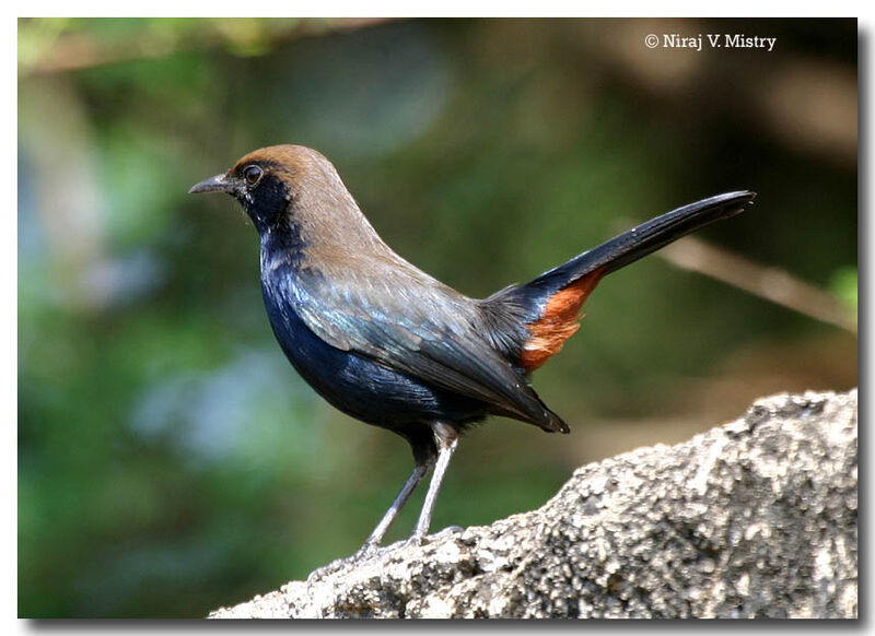 Indian Robin