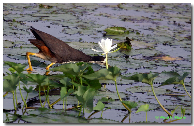 White-breasted Waterhen