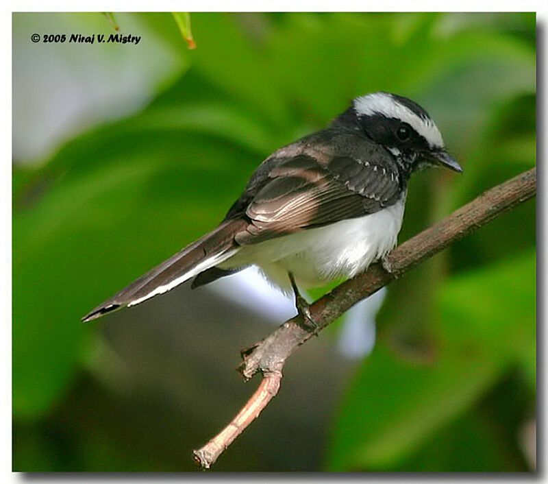 White-browed Fantail