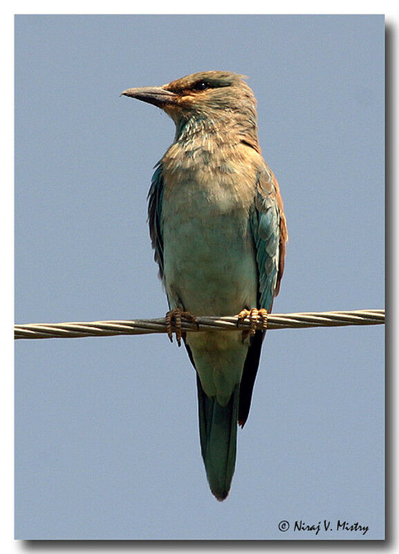 European Roller