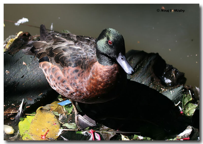 Chestnut Teal